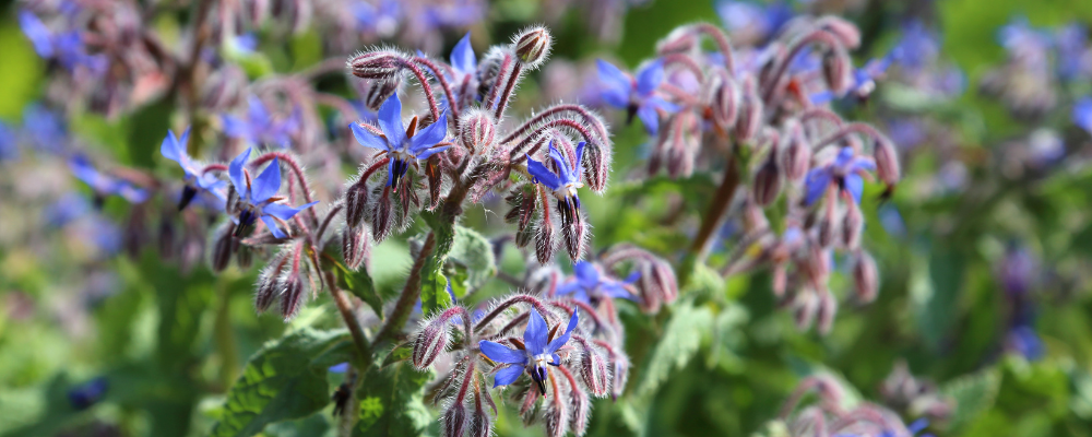 borage seed plant