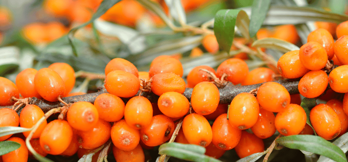 Unwash Bio-Cleansing Conditioner: The Power of Sea Buckthorn